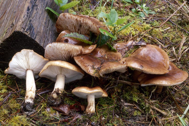 Tricholoma muricatum